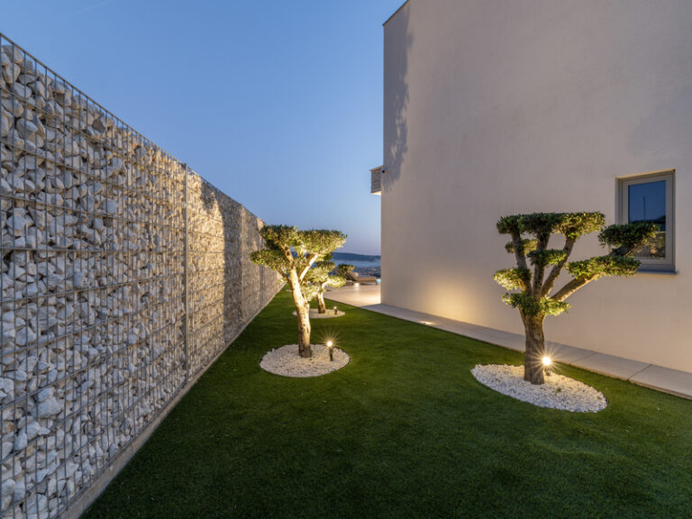 olive trees by night