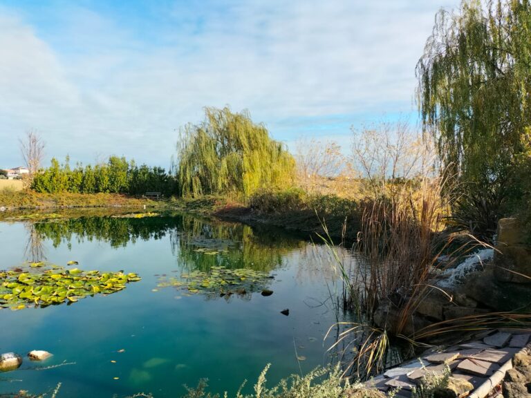 pond
